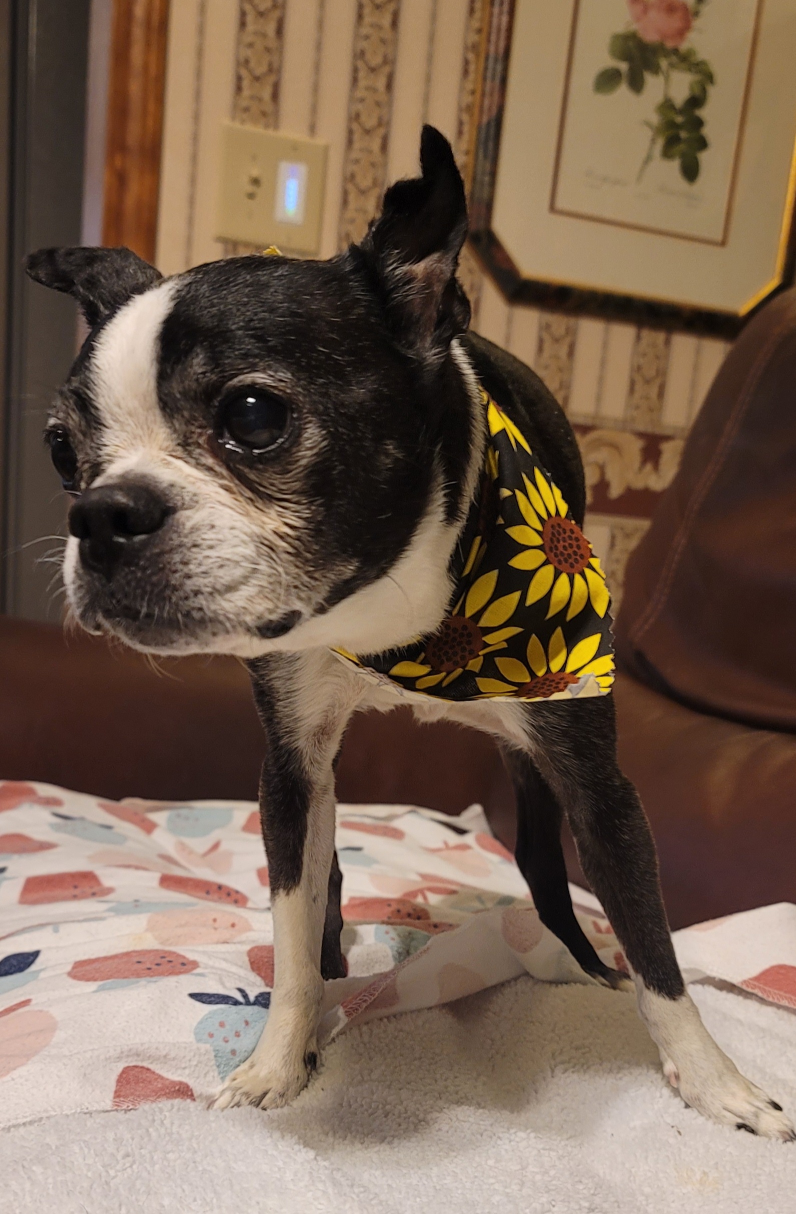 A Boston terrier in a sunflower bandana