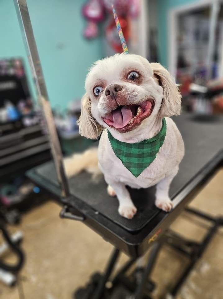 A white pup with a big smile in a green plaid bandana