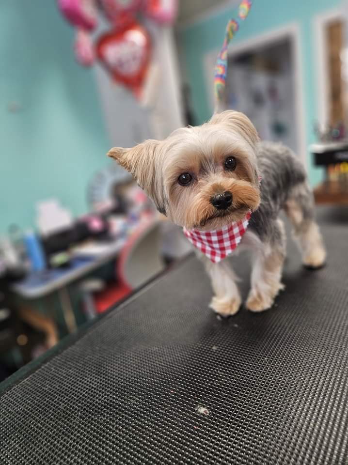 A Yorkie with a red gingham bandana