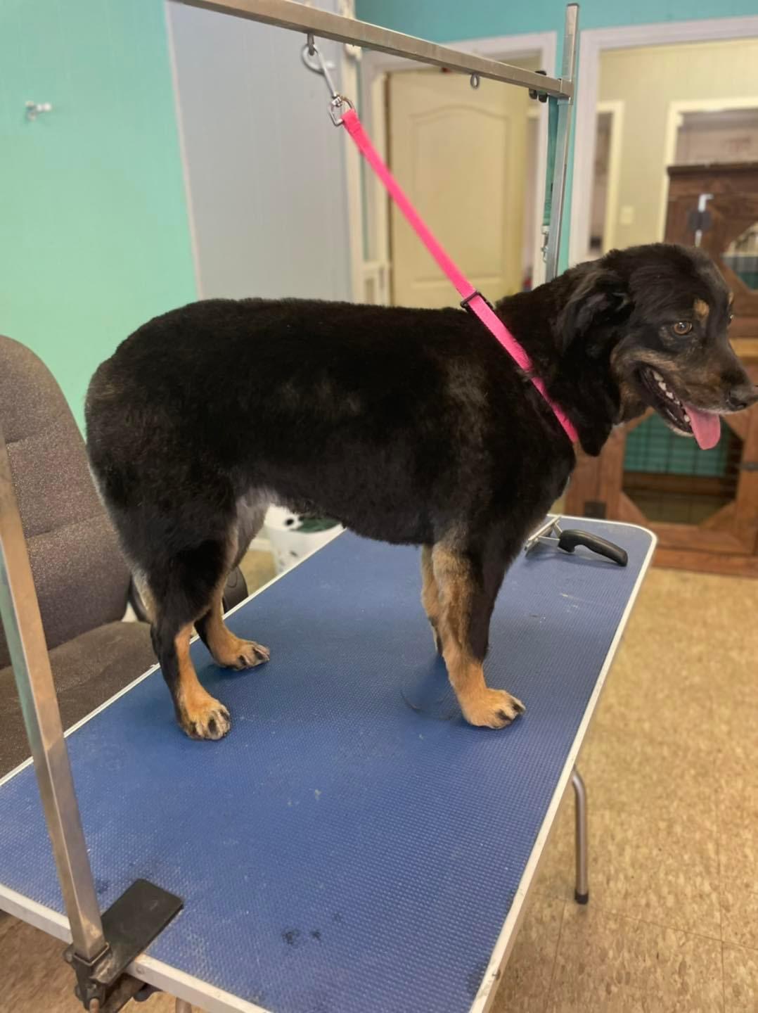 A black and tan dog standing on a blue grooming table