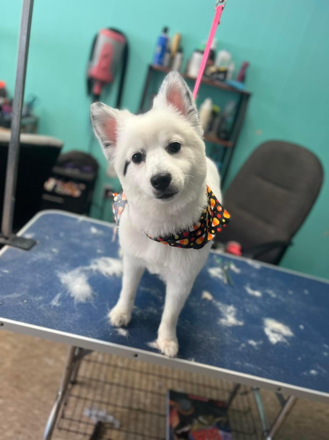 A fluffy white dog in an orange bandana