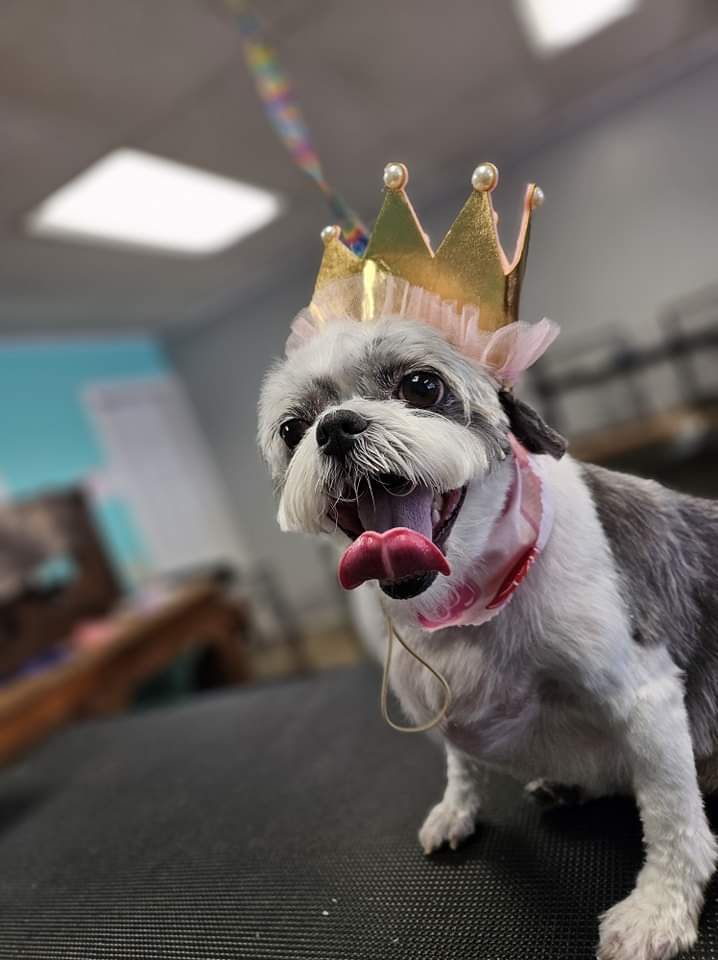 A small dog wearing a birthday crown and pink bandana