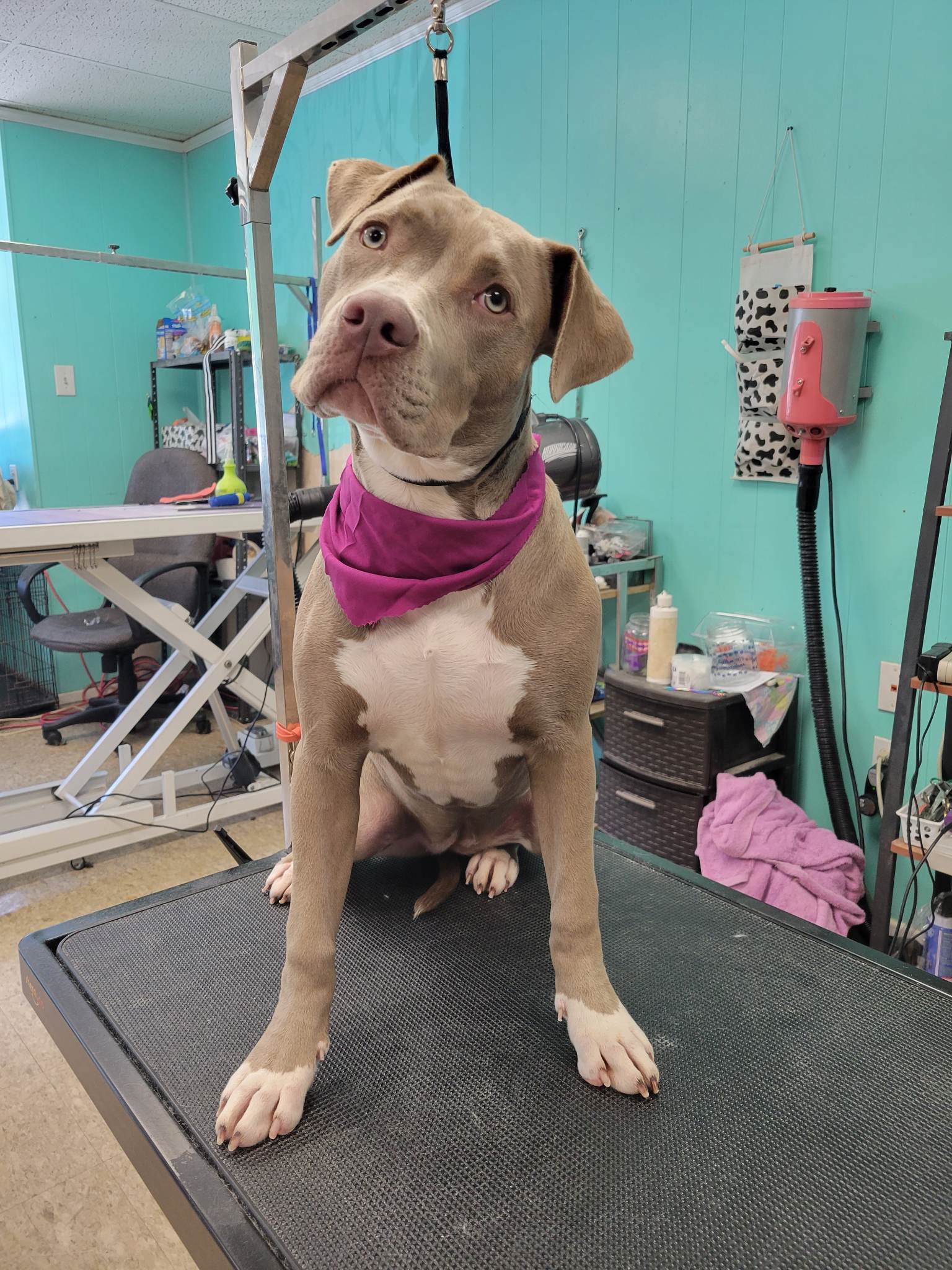 A tan and white dog in a pink bandana after a groom
