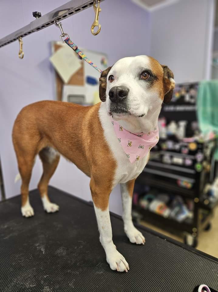 A brown and white dog in a pink bandana